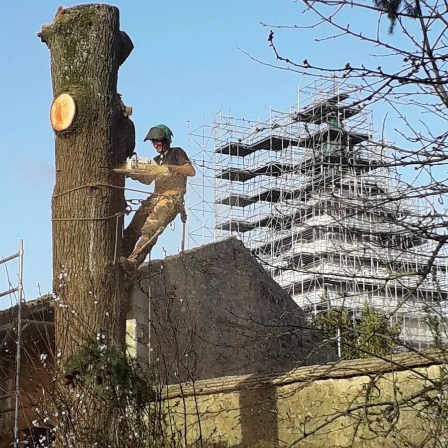 elagage-arbre-securise-harnais-elanconne-vendee.webp